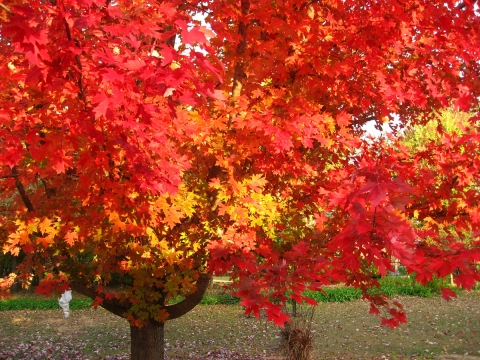 Klon czerwony (Acer rubrum) 